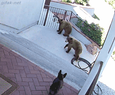 bearrun1.gif