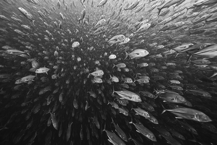 0497FD53-2C07-43CB-A9D1-18599AC6CF54.jpeg