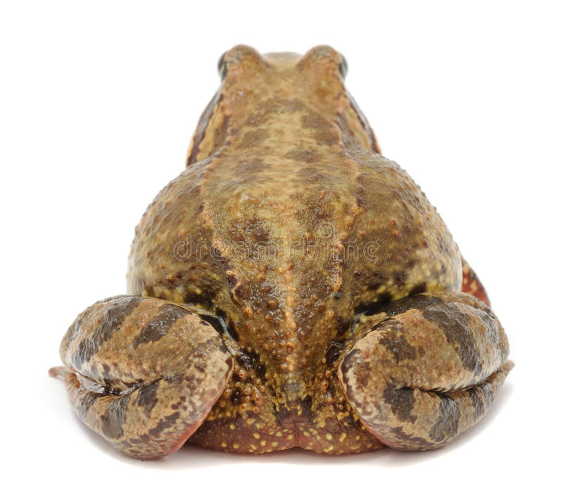toad-back-view-16984105.jpg