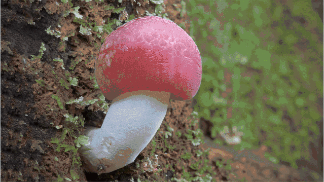 IMG_0379.GIF