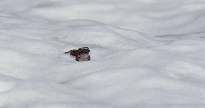 IMG_3150.GIF