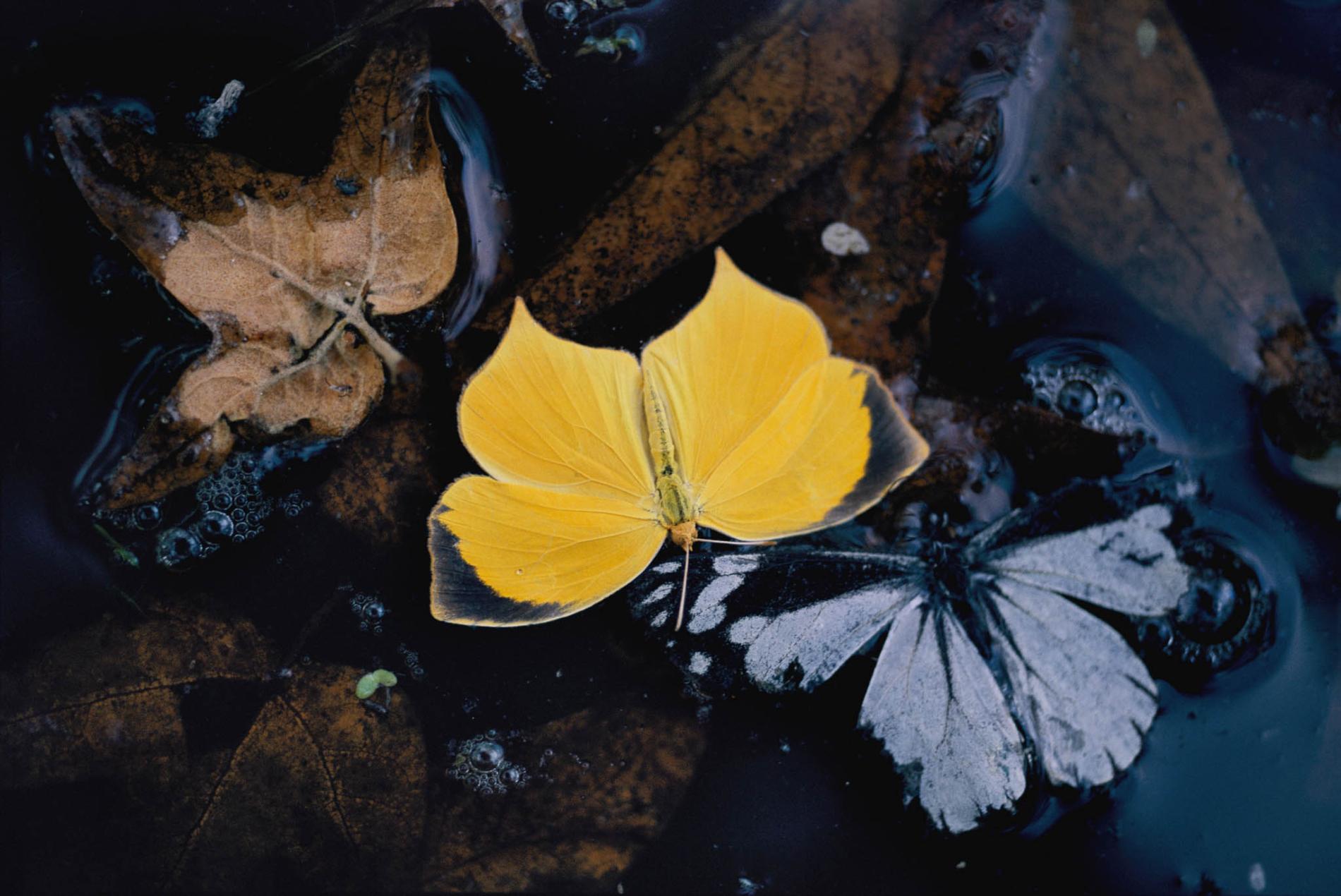 pod-26-09-2020_nationalgeographic_653646.ngsversion.1598474175969.adapt.1900.1.jpg