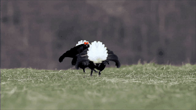IMG_2317.GIF