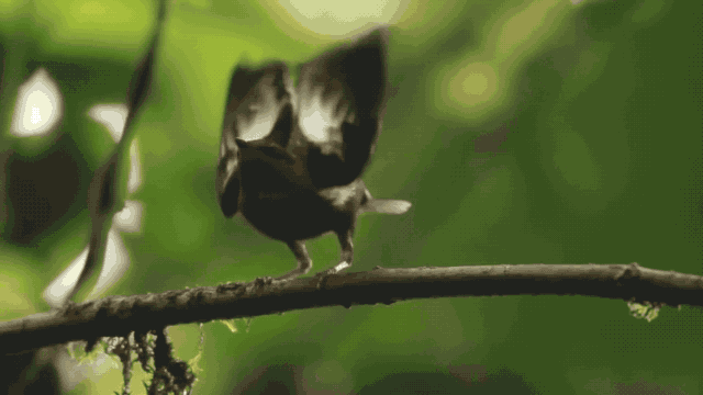 IMG_2331.GIF