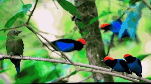 IMG_2336.GIF