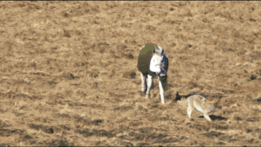 IMG_2123.GIF