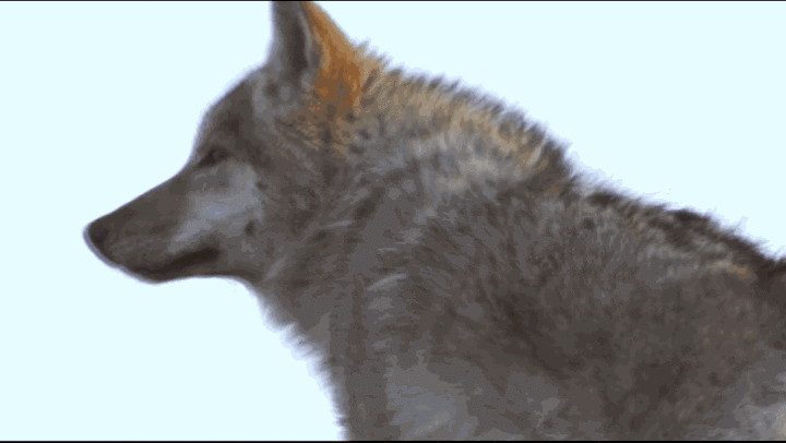 IMG_2134.GIF