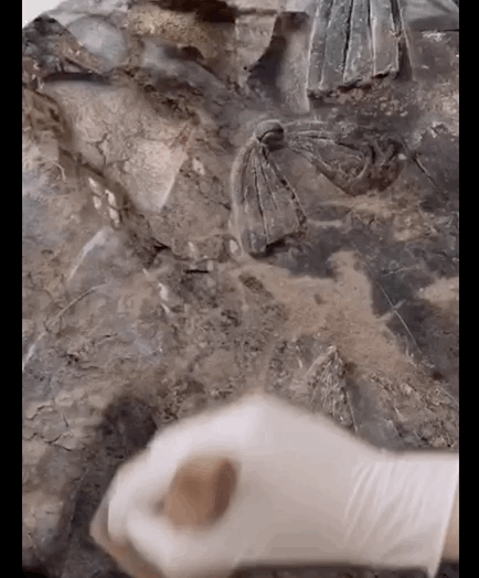 IMG_2204.GIF