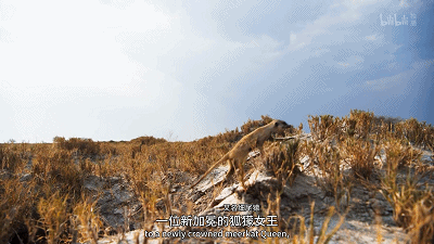 IMG_4636.GIF