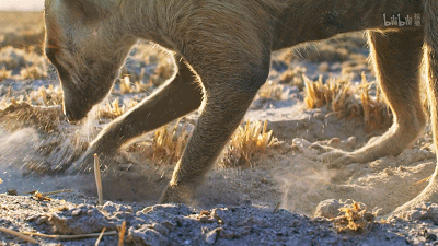 IMG_4641.GIF