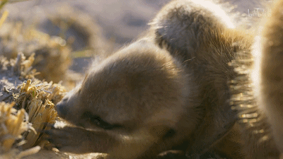 IMG_4642.GIF
