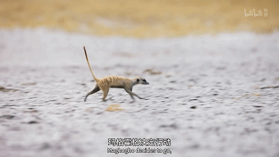 IMG_4645.GIF