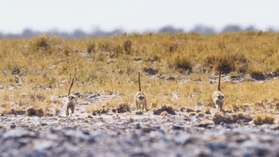 IMG_4646.GIF