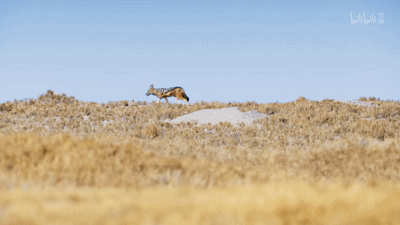 IMG_4647.GIF