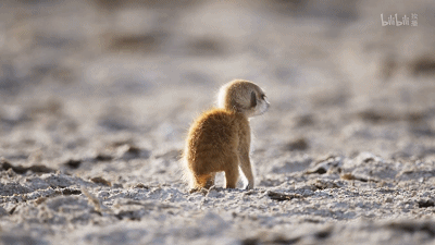 IMG_4650.GIF