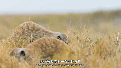 IMG_4655.GIF