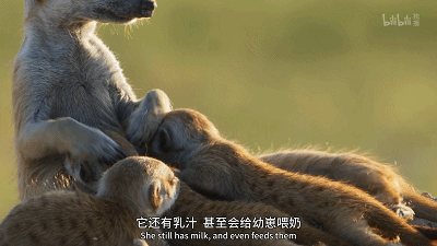 IMG_4656.GIF