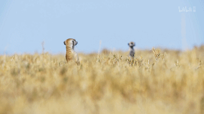 IMG_4665.GIF