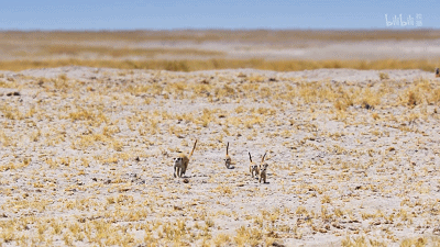 IMG_4670.GIF