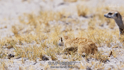 IMG_4671.GIF