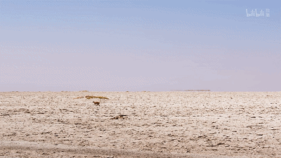 IMG_4677.GIF