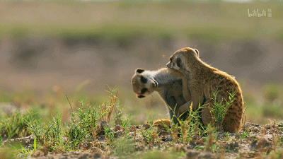 IMG_4686.GIF