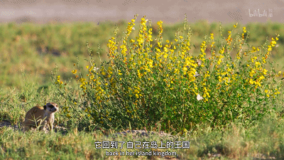IMG_4687.GIF
