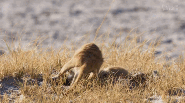 IMG_9212.GIF