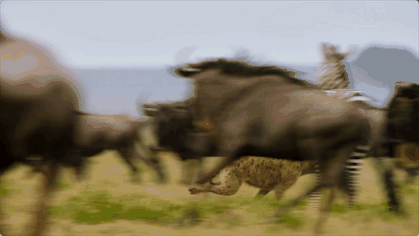 IMG_0572.GIF