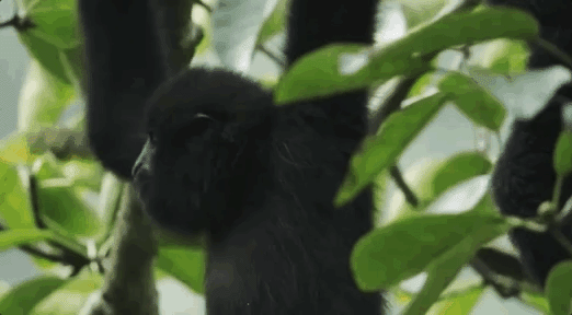 IMG_0112.GIF