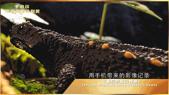 4.gif