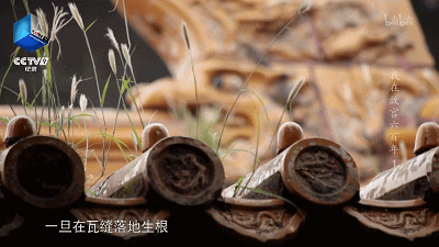 IMG_5592.GIF