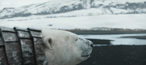 IMG_7369.GIF