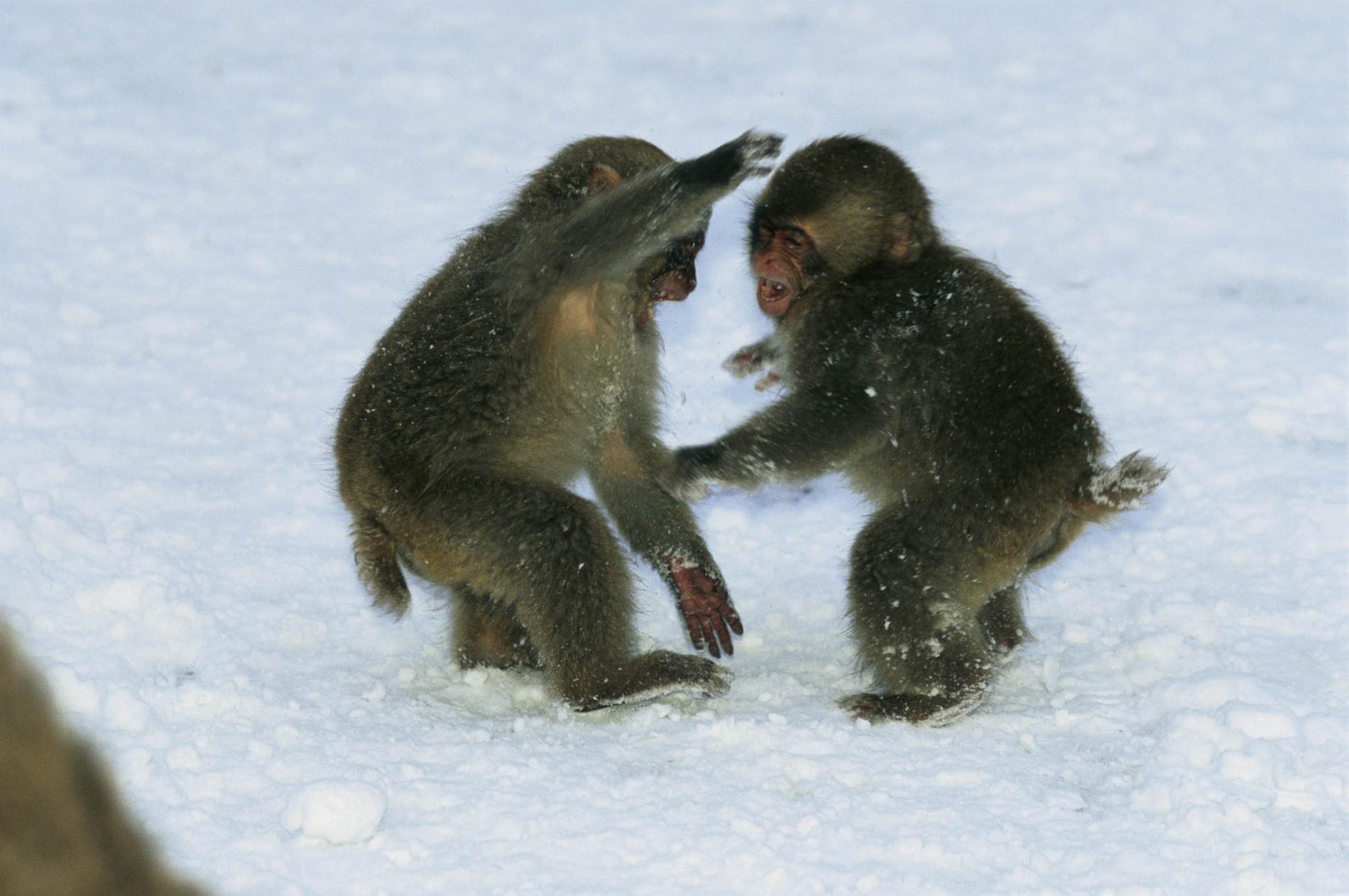 pod-23-01-2021_nationalgeographic_714621.ngsversion.1608694362951.adapt.1900.1.jpg