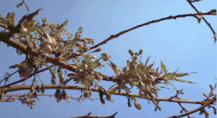 IMG_7207.GIF
