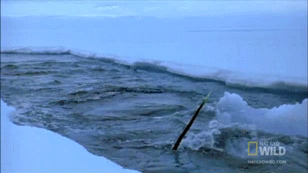 IMG_8225.GIF