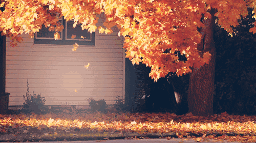 IMG_8424.GIF