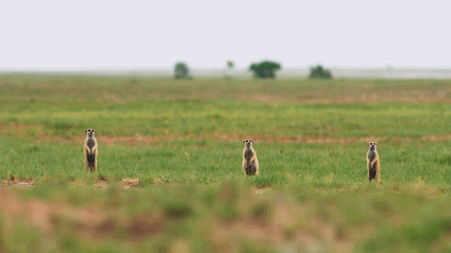 IMG_1124.GIF