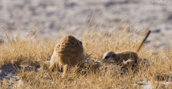 IMG_1131.GIF