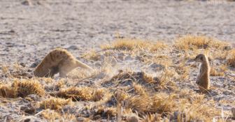IMG_1133.GIF