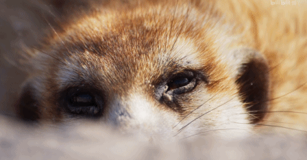 IMG_1137.GIF