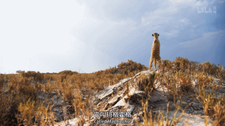 IMG_1136.GIF