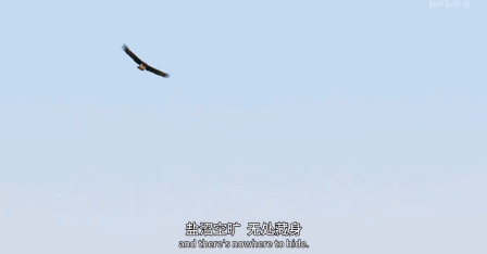 IMG_1139.GIF