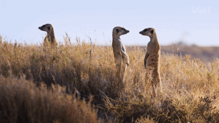 IMG_1142.GIF
