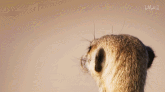 IMG_1144.GIF