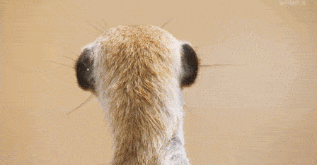 0.gif