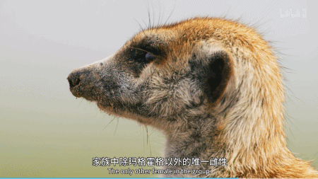 IMG_1159.GIF