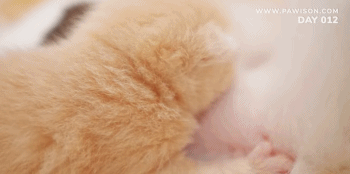 IMG_1448.GIF