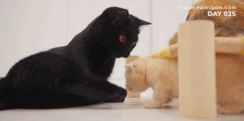 IMG_1456.GIF