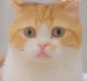 IMG_1472.PNG